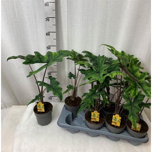 Alocasia  'Jacklyn'