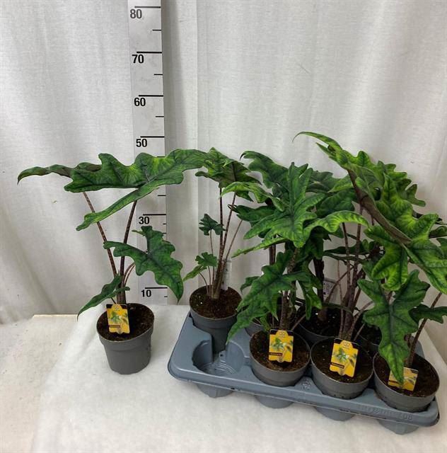 <h4>Alocasia  'Jacklyn'</h4>
