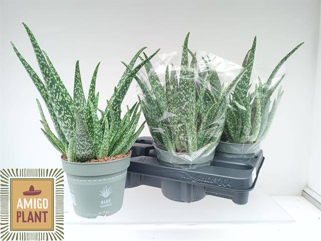 <h4>ALOE VERA</h4>