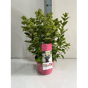 Hydrangea pan.