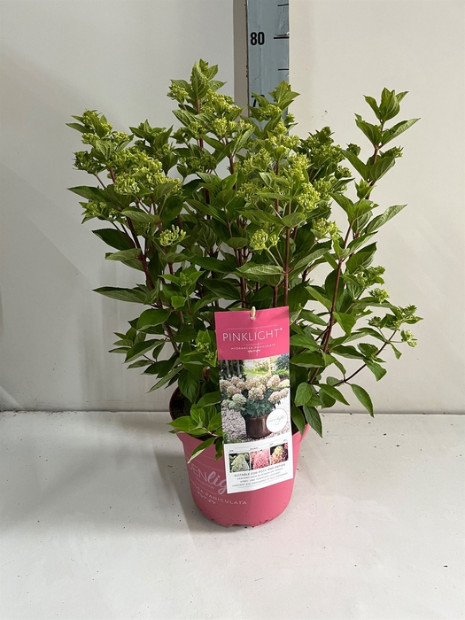 <h4>Hydrangea pan.</h4>
