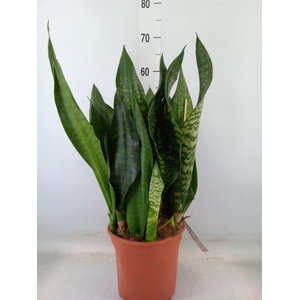 Sansevieria trifa. 'Black Coral'