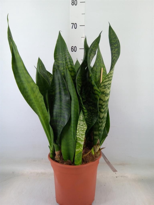 <h4>Sansevieria trifa. 'Black Coral'</h4>