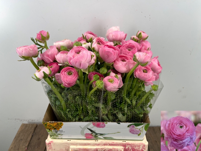 <h4>RAN EL PINK</h4>