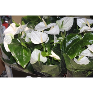 ANTHURIUM ALASKA P17 PREMIUM