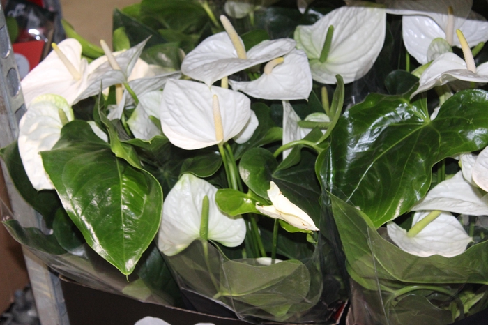 <h4>ANTHURIUM ALASKA P17 PREMIUM</h4>
