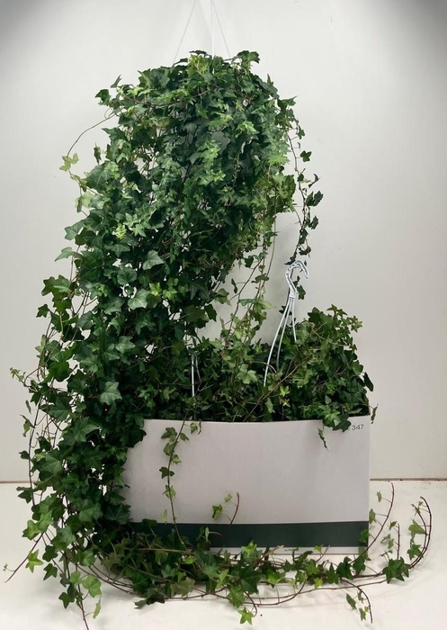 <h4>HED HE PITTSBURGH</h4>