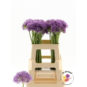 ALLIUM VIOLET BEAUTY