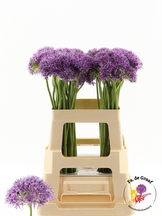 <h4>ALLIUM VIOLET BEAUTY</h4>