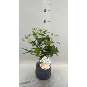 Arr.   Tuinplanten H%
