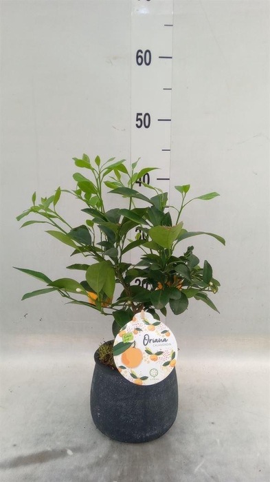 <h4>Arr.   Tuinplanten H%</h4>