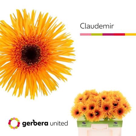 <h4>Ge Gs Claudemir</h4>