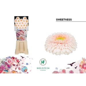 GE MB GERPONI SWEETNESS Diamond x80