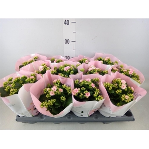 Kalanchoe blos.   ..