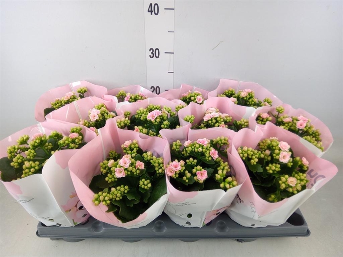 <h4>Kalanchoe blos.   ..</h4>