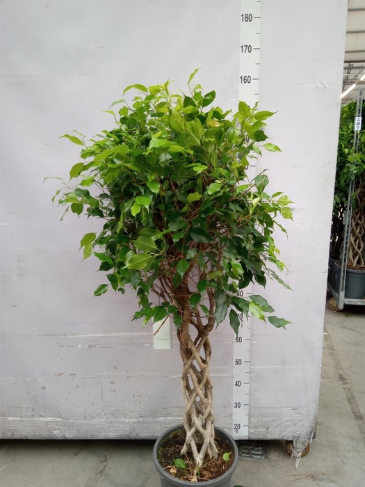 <h4>Ficus benja.   ...</h4>