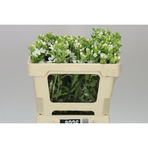 Oxypetalum Coeruleum White