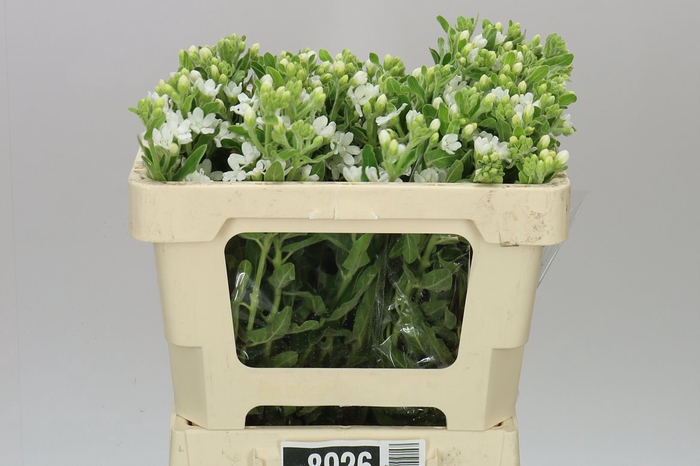 <h4>Oxypetalum Coeruleum White</h4>