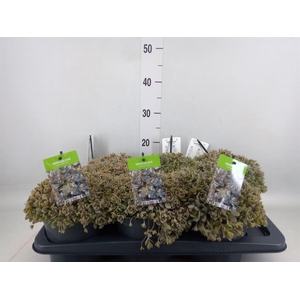 Orostachys furusei