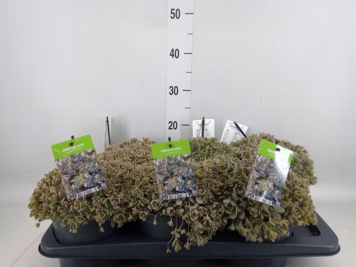 <h4>Orostachys furusei</h4>