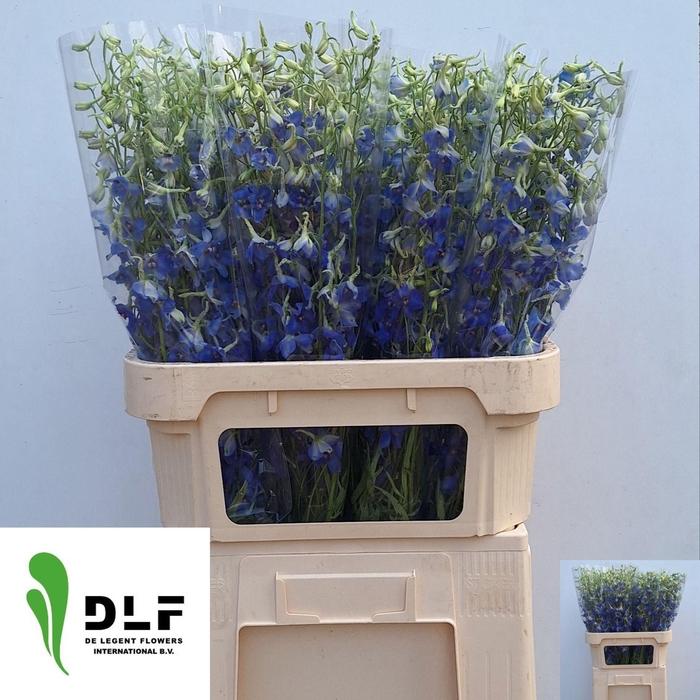 <h4>DELPH EN VOLKERFRIED</h4>