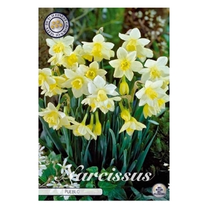 Narcissus Jonquilla Pueblo x7 12/+