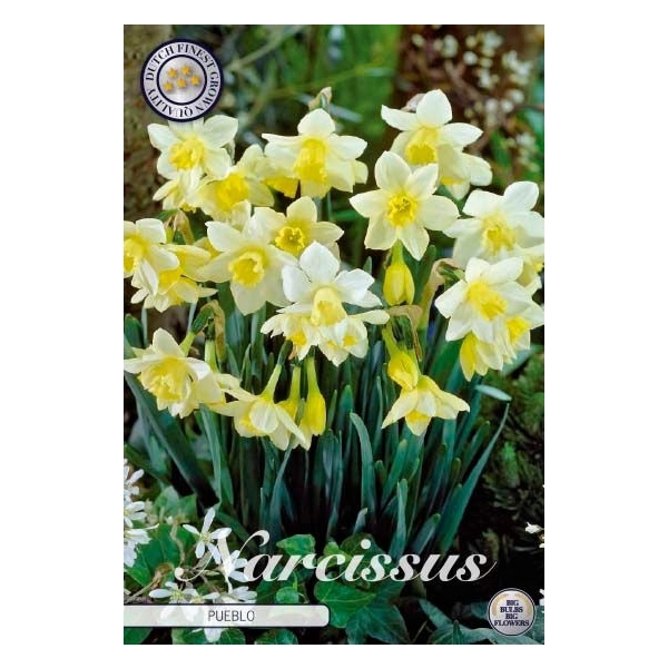 <h4>Narcissus Jonquilla Pueblo x7 12/+</h4>
