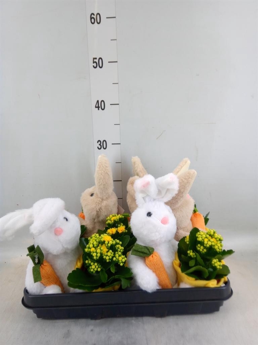 <h4>Arr. Planten L%</h4>