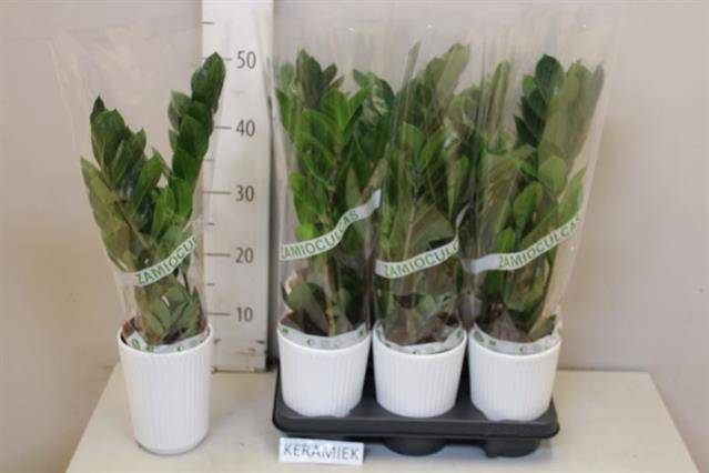 <h4>ZAMIO ZAMIIFOLIA</h4>