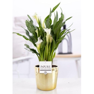 Zantedeschia white in P&PURE Laryssa ceramics shiny gold