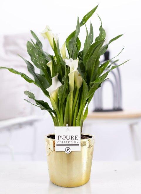 <h4>Zantedeschia white in P&PURE Laryssa ceramics shiny gold</h4>