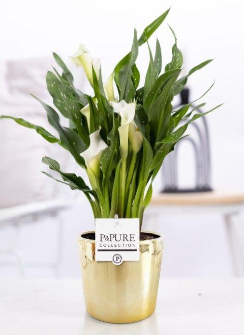 <h4>Zantedeschia white in P&PURE Laryssa ceramics shiny gold</h4>