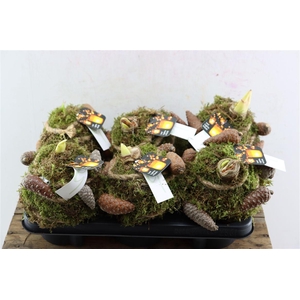 Arr Hipp Mosbol Bruine Dennenappel Mo-09