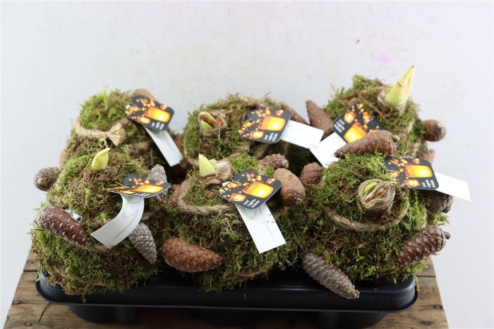 <h4>Arr Hipp Mosbol Bruine Dennenappel Mo-09</h4>