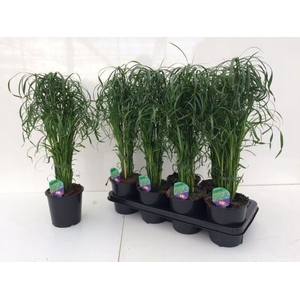 Cyperus alternifolius