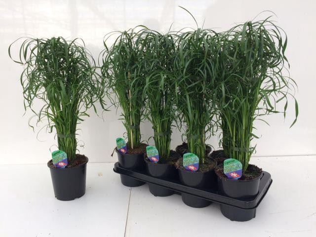 <h4>Cyperus alternifolius</h4>