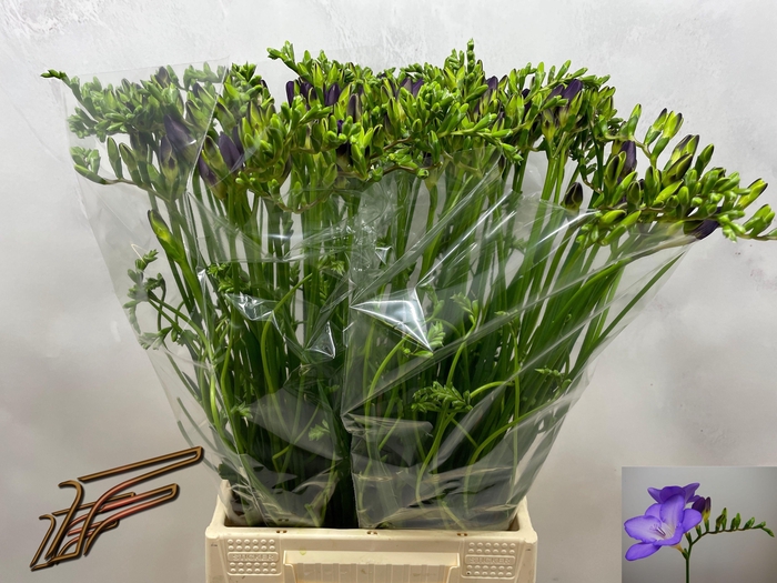 <h4>FR EN MERCURIUS</h4>