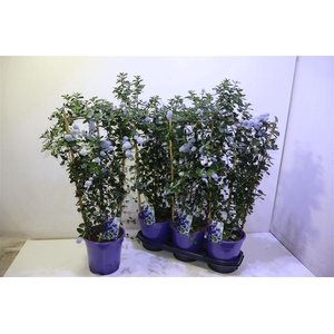 Cean Th Repens Op Rek