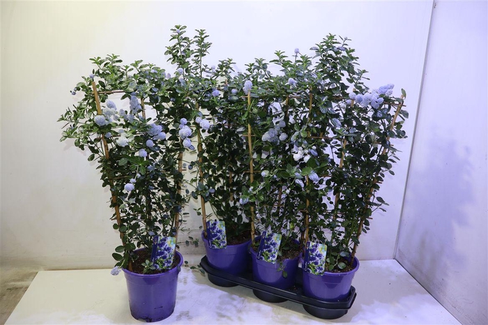 <h4>arr8 Cean Th Repens Op Rek</h4>