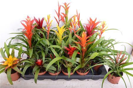 <h4>Bromelia Gem 15 Srt</h4>