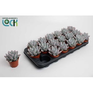 Echeveria oviferum parva