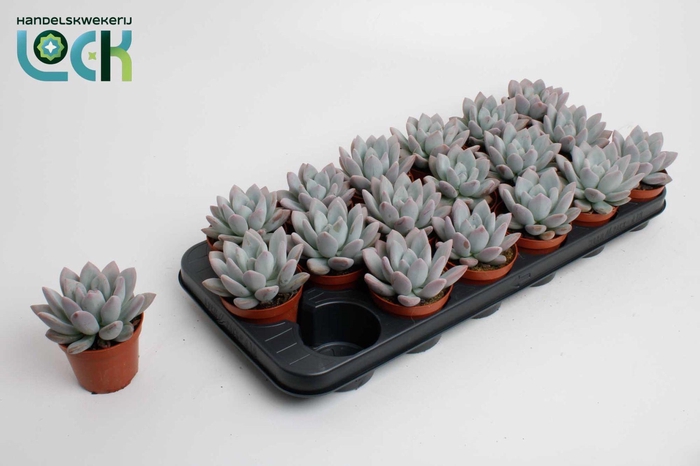 <h4>Echeveria oviferum parva</h4>