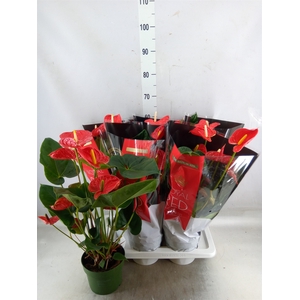 Anthurium andr. 'Madural'