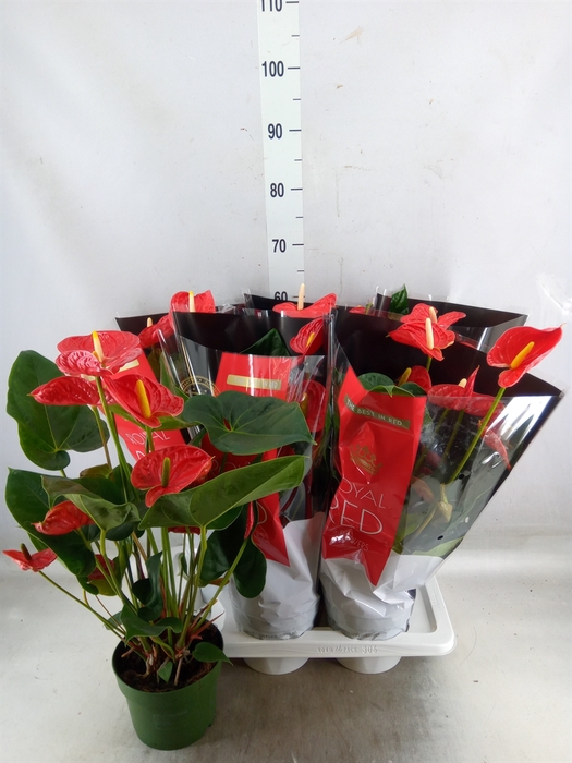 <h4>Anthurium andr. 'Madural'</h4>