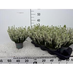 CALLU BL VERENKA