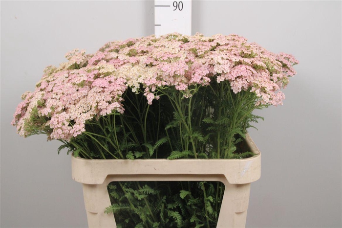 <h4>Achil M Pink Dream</h4>