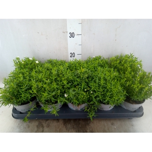 Arenaria montana