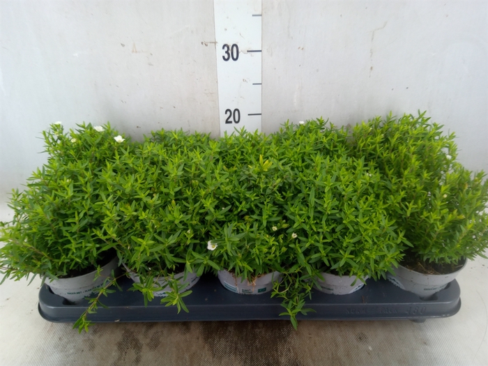 <h4>Arenaria montana</h4>