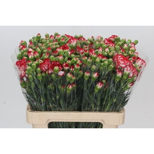 Dianthus Tr Minuetto