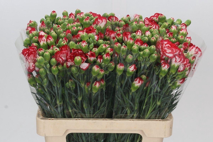 <h4>Dianthus Tr Minuetto</h4>